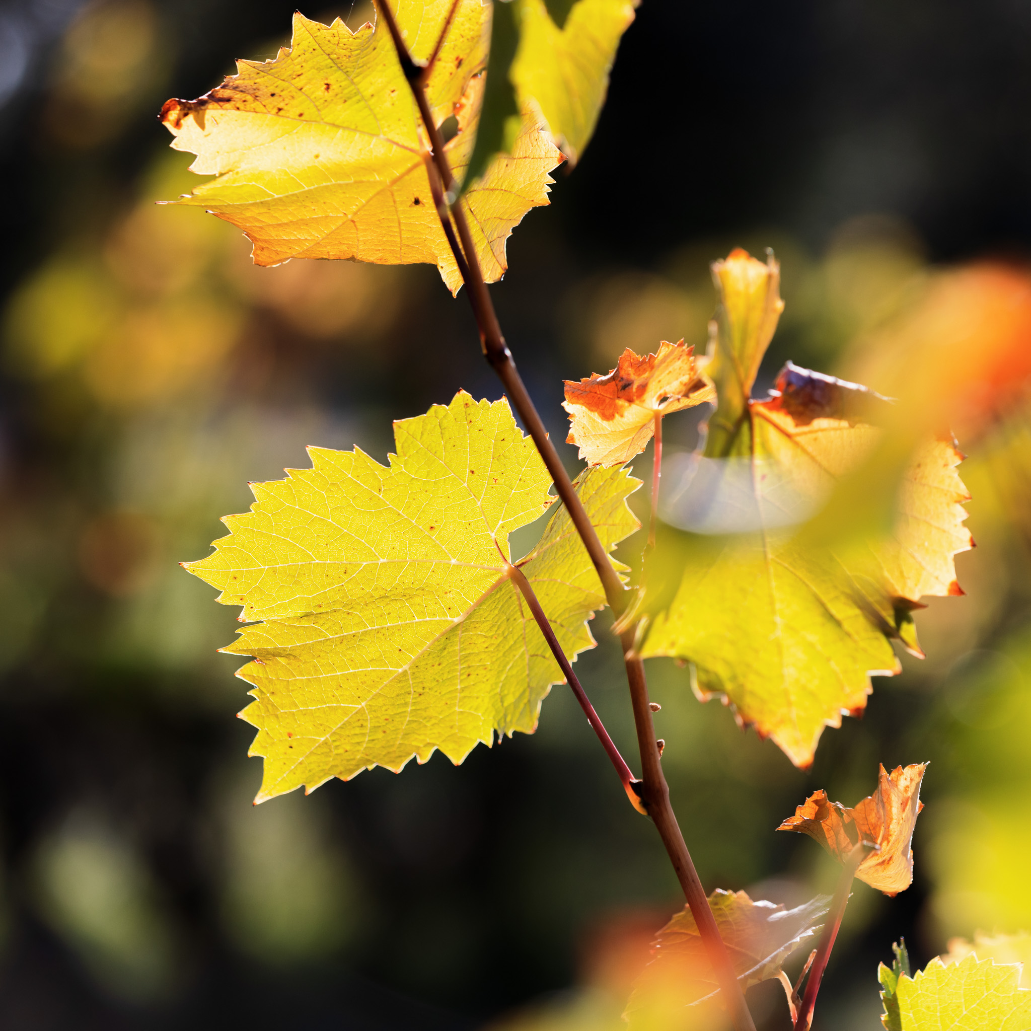 La Maison de Mireio - La Bastide Blanche - Biodynamie